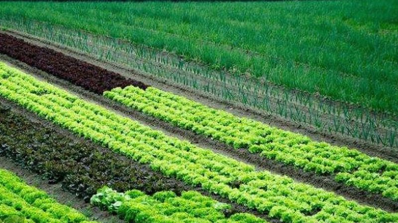 大棚水果种植成本构成解析