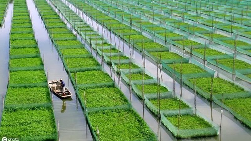 如何选择优质的农业种植病虫害防治公司**