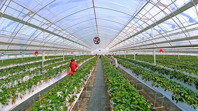 土豆深加工设备：揭秘高效生产流程