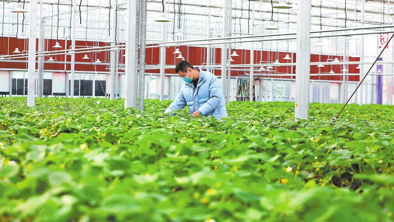 休闲农业园区运营模式探析：优势与挑战并存