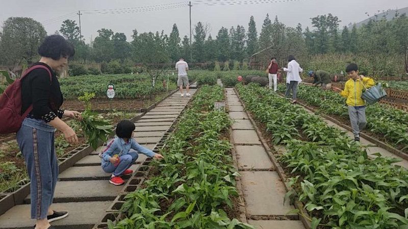 农田土壤质量新规落地，你的地达标了吗