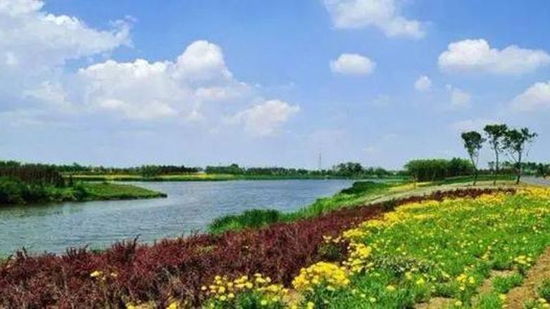 粮草轮作与养牛结合：高效农业循环的实践之道**