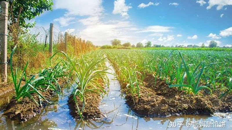 水果种植合作社年收入受天气影响大吗