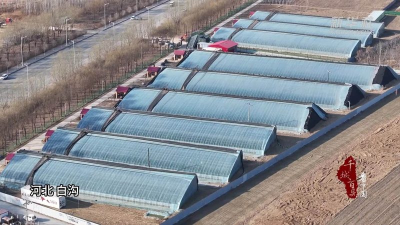 黑龙江粮食种植增产经验：揭秘高效农业的奥秘