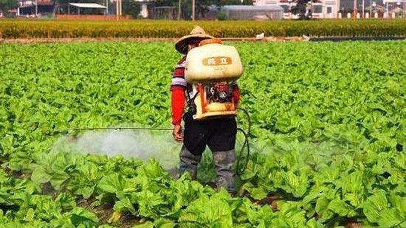 有机蔬菜种子哪个牌子好