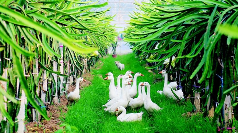 大棚种植成本解析：一亩多少钱的真相**